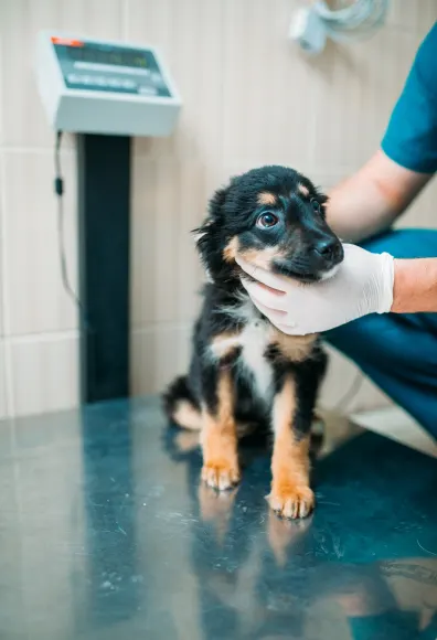 Little calico puppy sitting on a clinic table getting his or her's throat and neck checked up from a Veterinarian. 