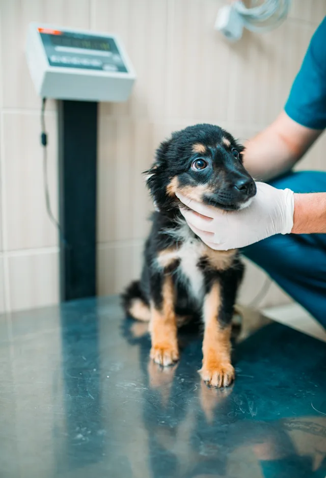 Little calico puppy sitting on a clinic table getting his or her's throat and neck checked up from a Veterinarian. Little calico puppy sitting on a clinic table getting his or her's throat and neck checked up from a Veterinarian.