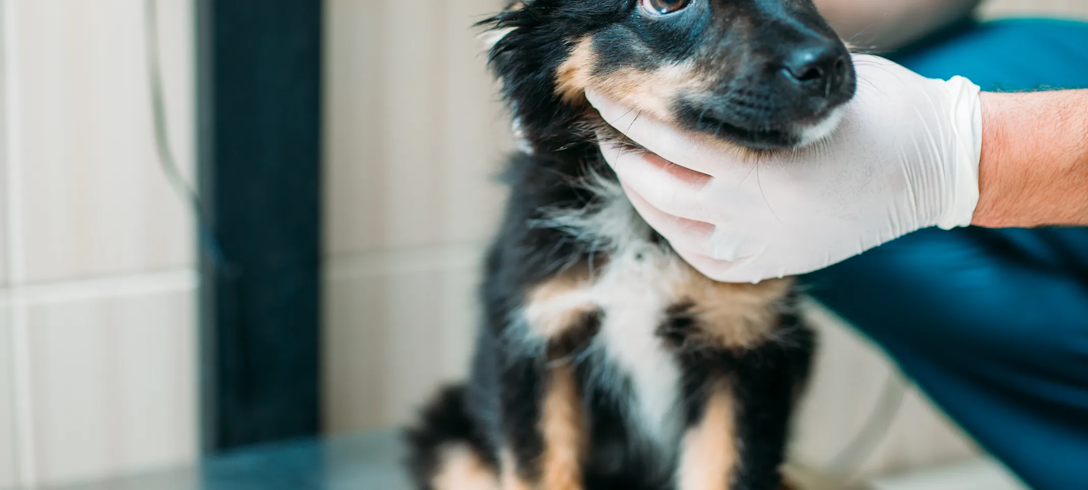 Little calico puppy sitting on a clinic table getting his or her's throat and neck checked up from a Veterinarian. 