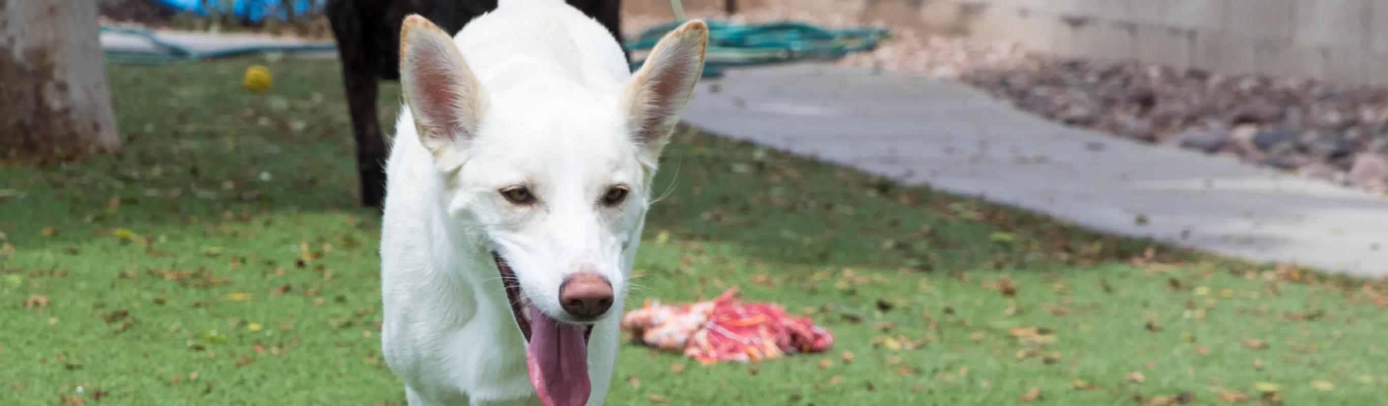 Dog with tongue hanging out Dog with tongue hanging out