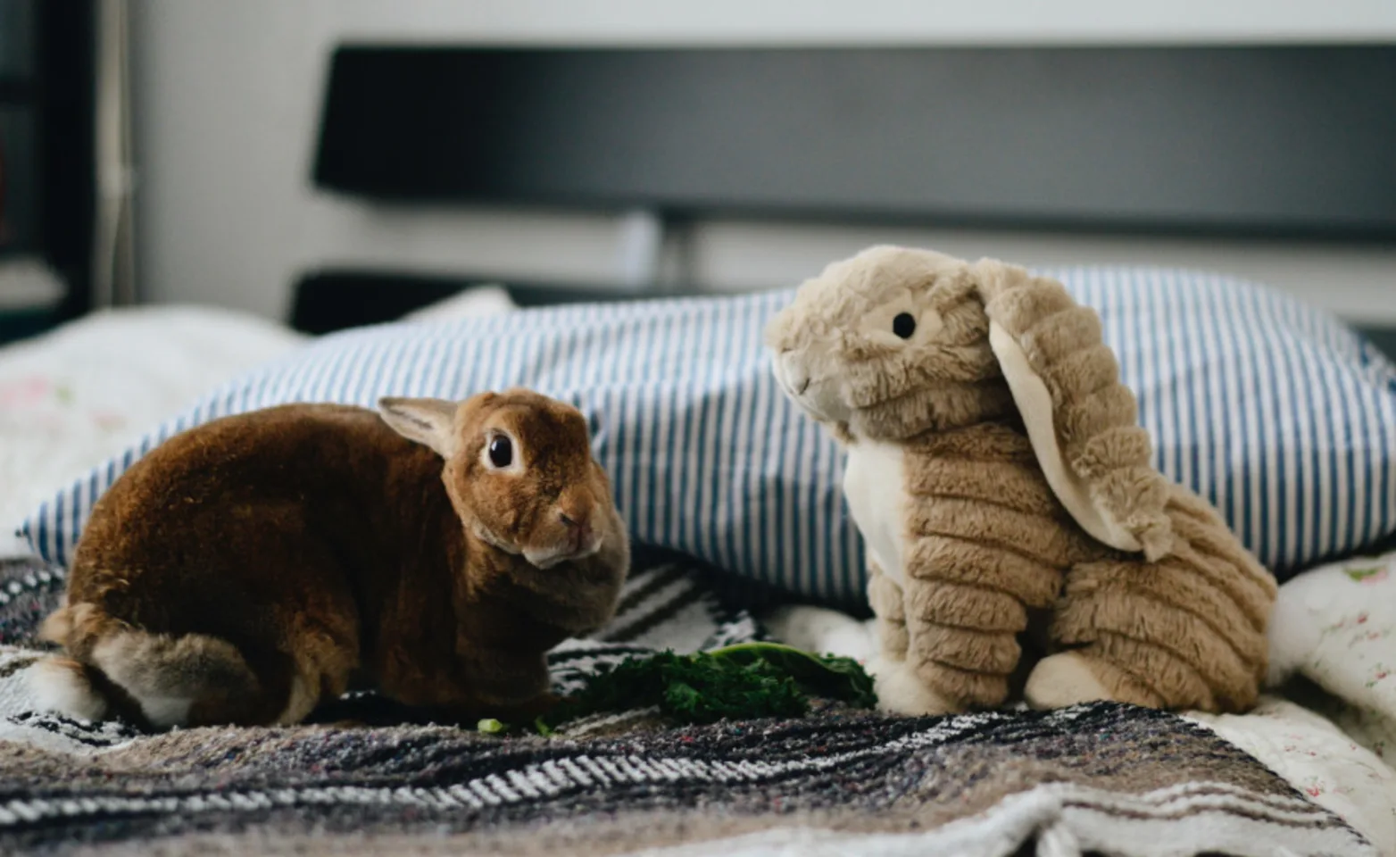 A Brown Rabbit next to a Stuffed Rabbit