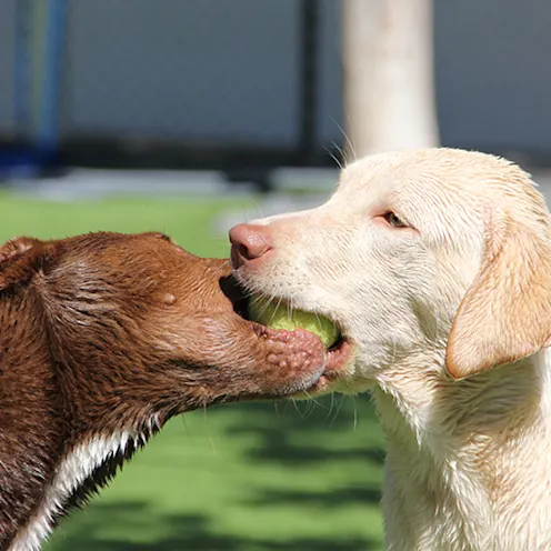 Lauderdale Pet Lodge 0835 - Dog's Playing Lauderdale Pet Lodge 0835 - Dog's Playing