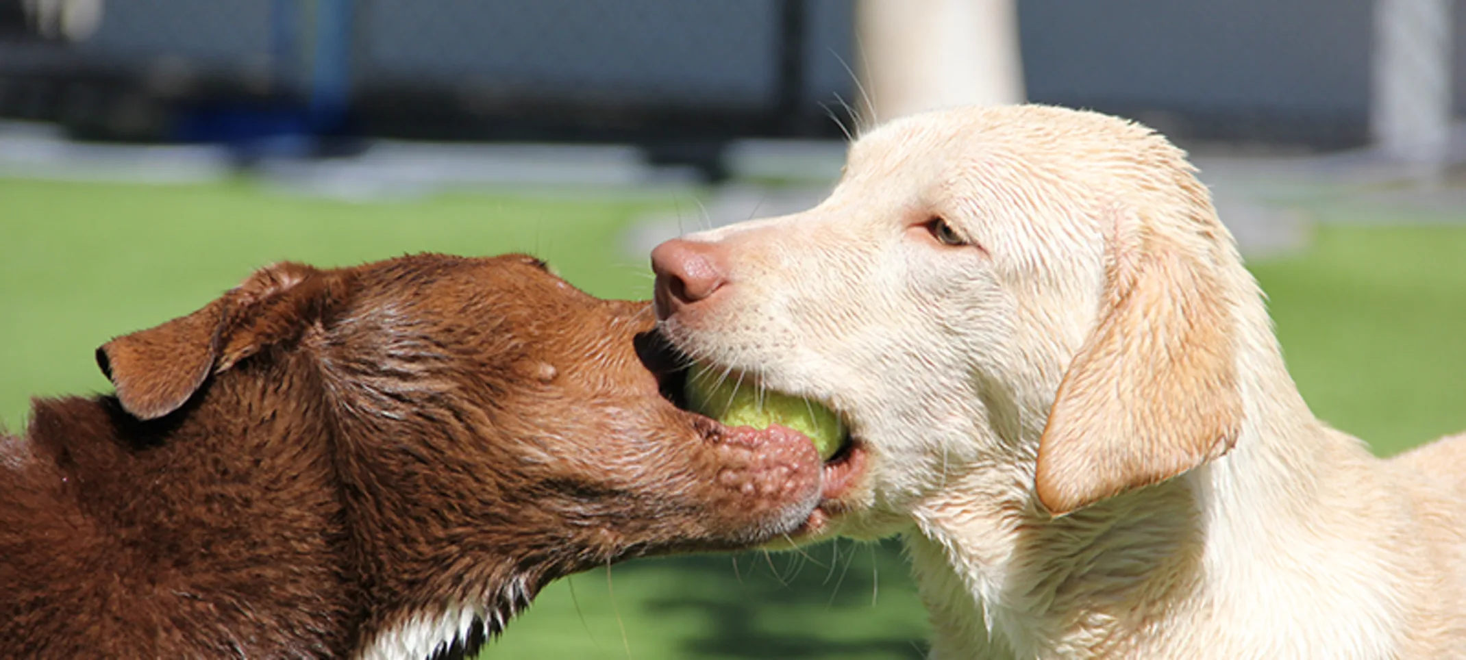 Lauderdale Pet Lodge 0835 - Dog's Playing Lauderdale Pet Lodge 0835 - Dog's Playing