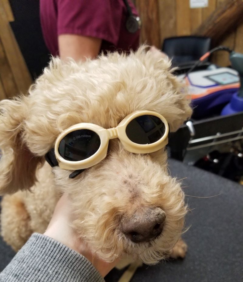 Brown dog wearing glasses named Scotty