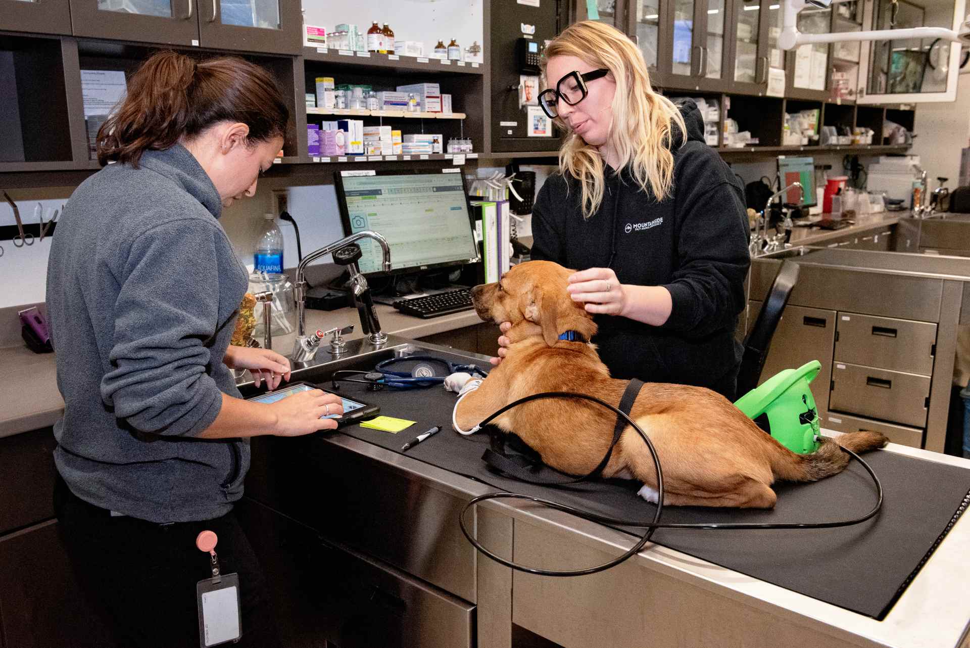 Staff members examining a dog