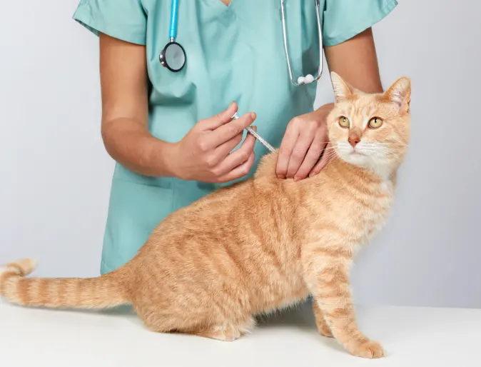 Cat getting a vaccine shot