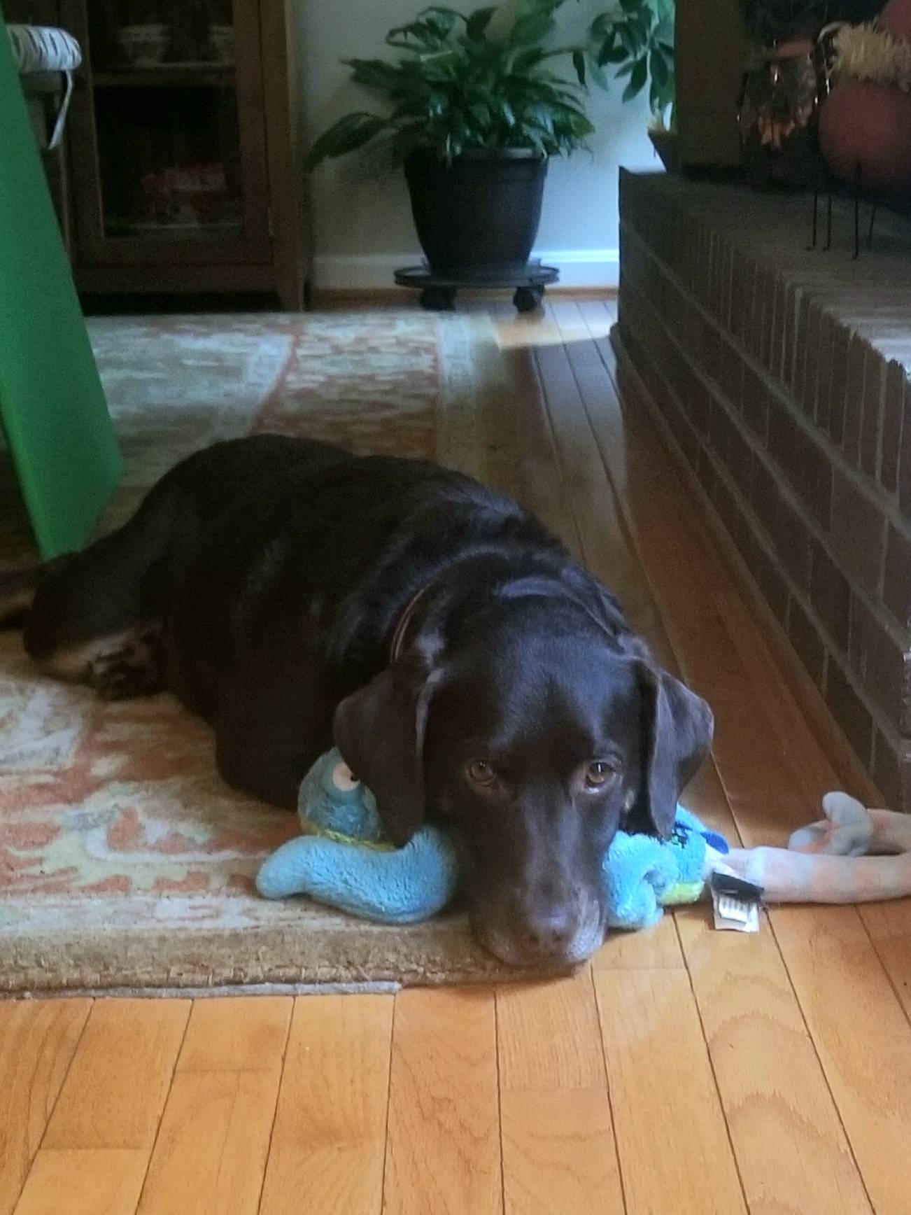 Dudley with Leonard at Ohana Veterinary Care