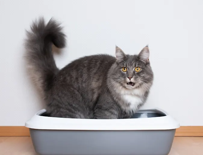 Cat using the litterbox against a white wall. Cat using the litterbox against a white wall.