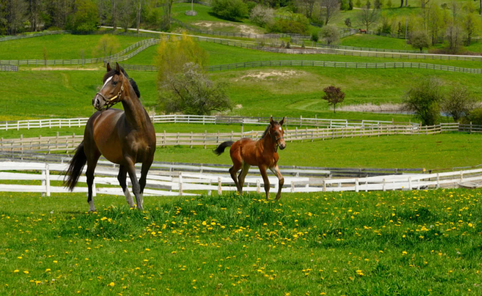 Mare and her foal Mare and her foal
