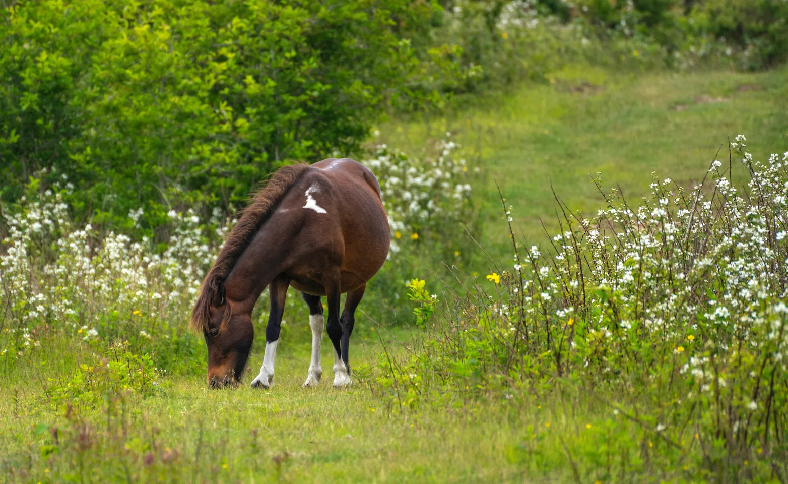 Pregnant mare in a field of grass Pregnant mare in a field of grass