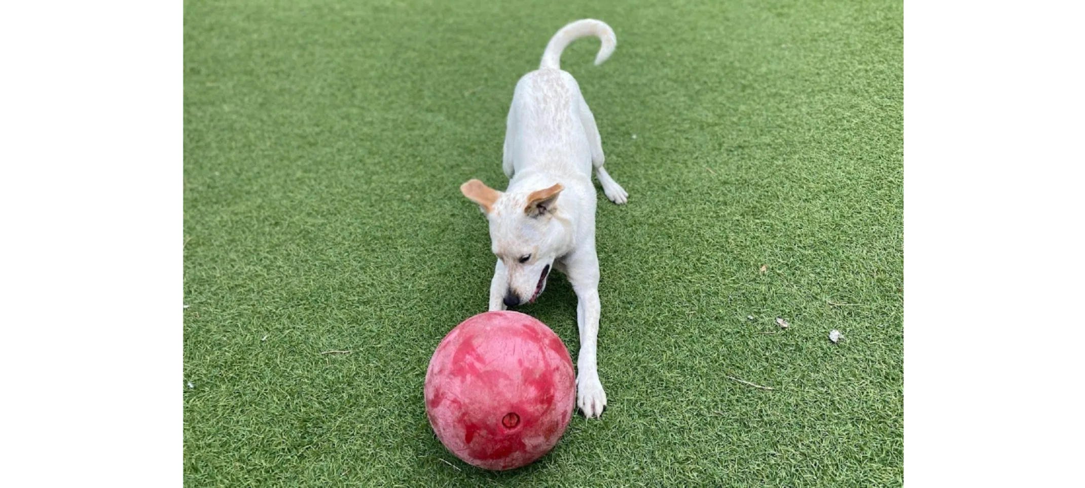White Dog Playing with Red Ball White Dog Playing with Red Ball