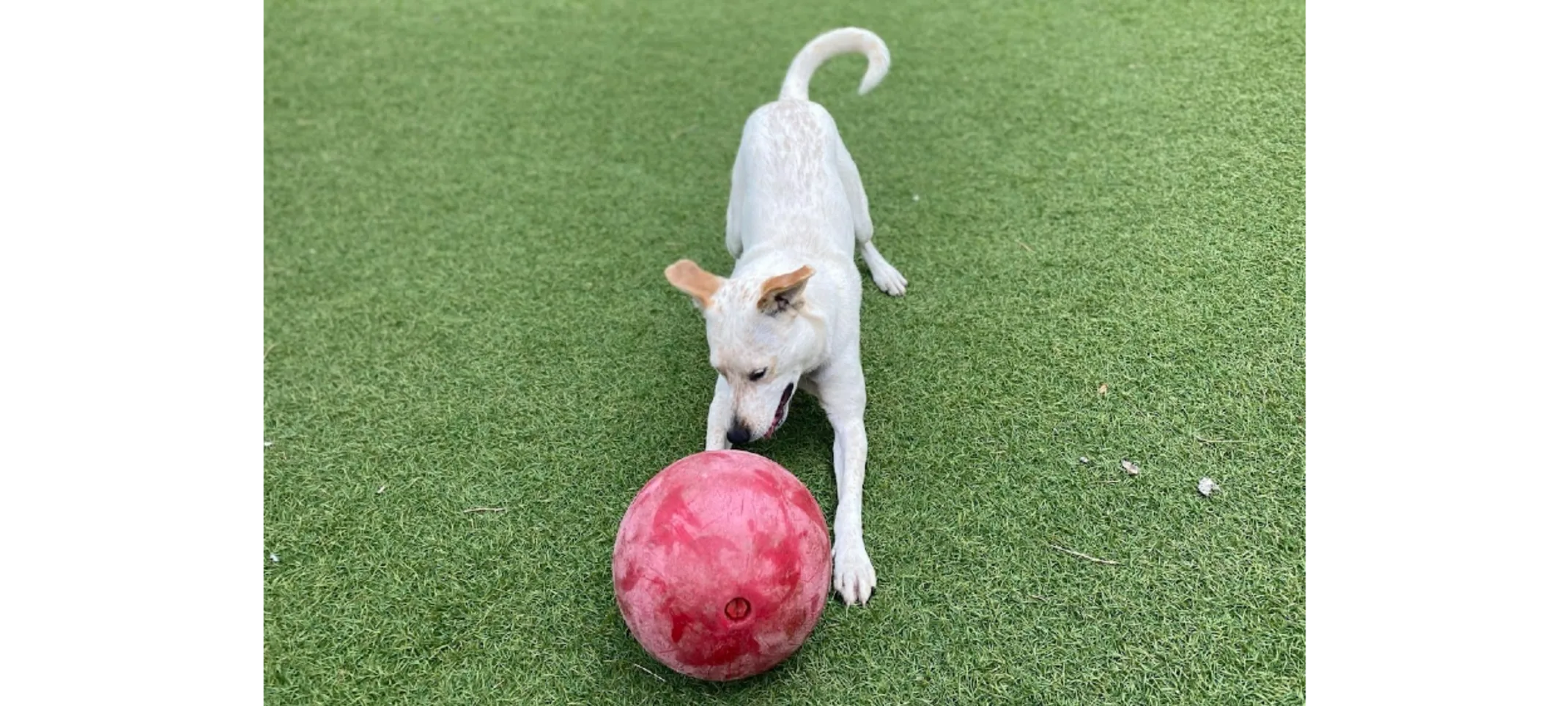 White Dog Playing with Red Ball