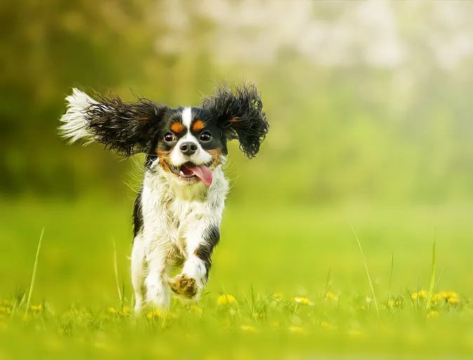 A small white, brown, and black dog running in the grass