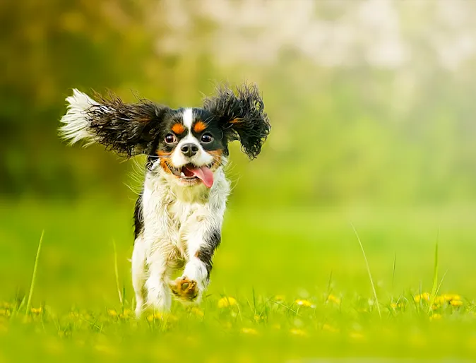 A small white, brown, and black dog running in the grass A small white, brown, and black dog running in the grass