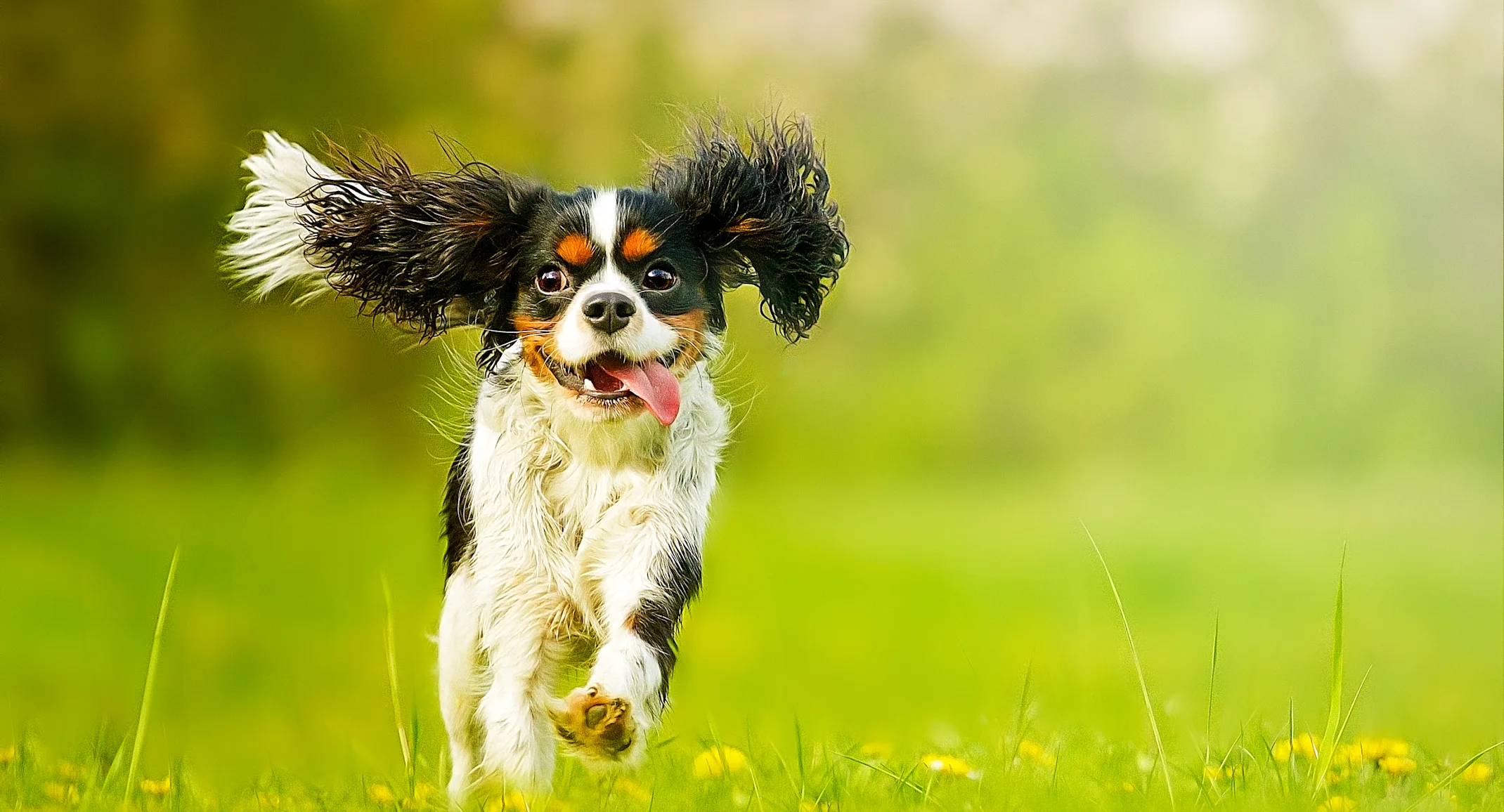 A small white, brown, and black dog running in the grass A small white, brown, and black dog running in the grass