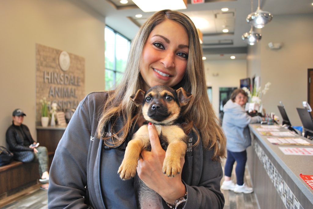Veterinarian holding a puppy