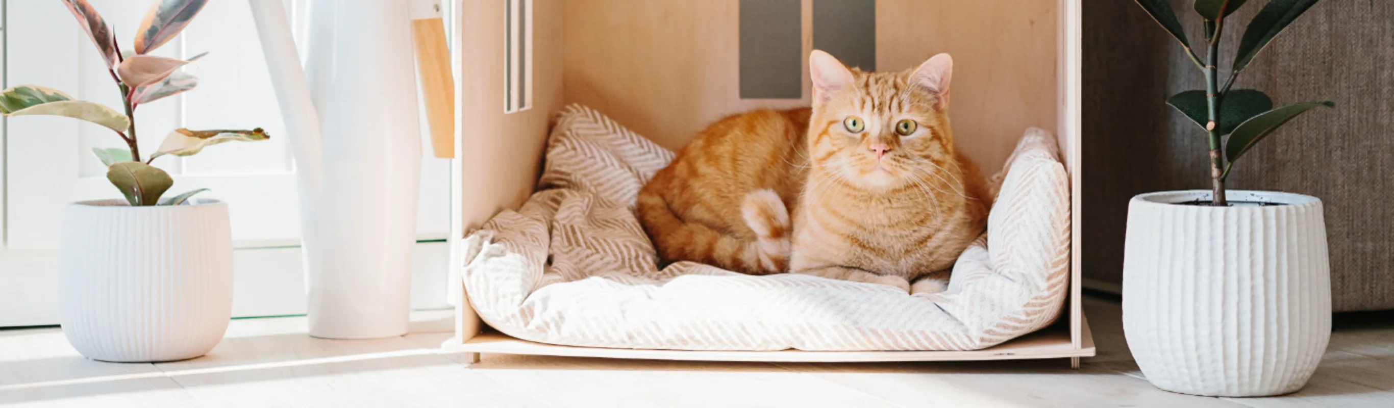 Orange Cat Laying in Wooden Cat House