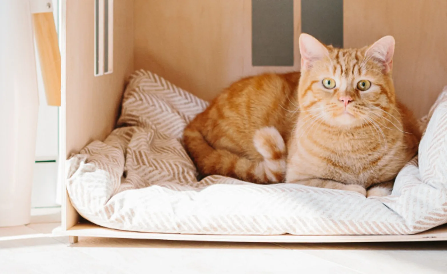 Orange Cat Laying in Wooden Cat House