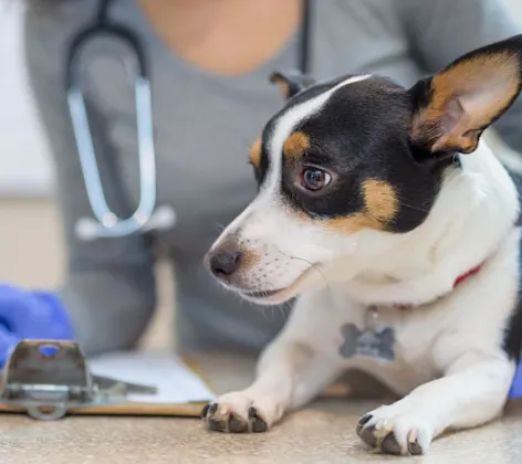 photo of a small dog being treated and checked on photo of a small dog being treated and checked on