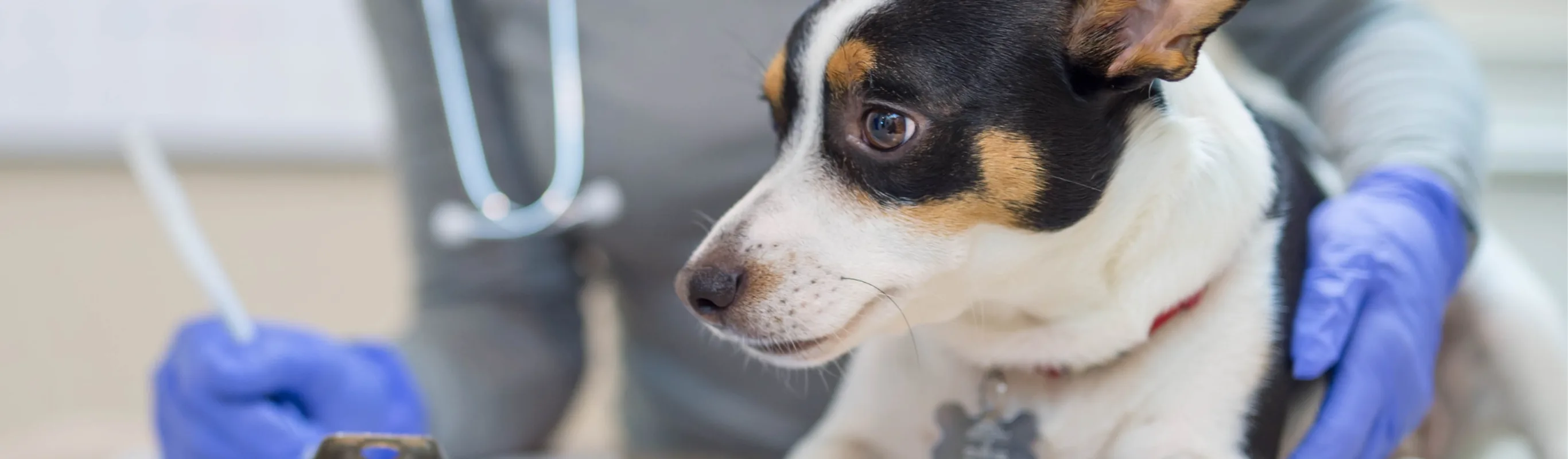 photo of a small dog being treated and checked on photo of a small dog being treated and checked on