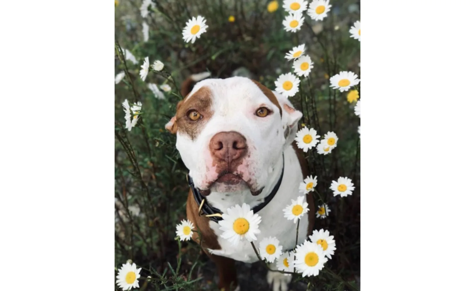 Linus (Dog) Sitting in a Field of Daisies Linus (Dog) Sitting in a Field of Daisies