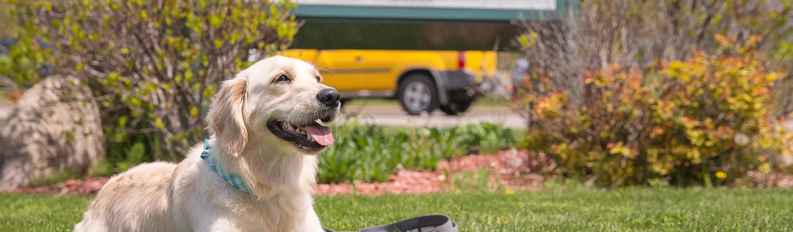Golden retriever laying in front of HAH sign Golden retriever laying in front of HAH sign
