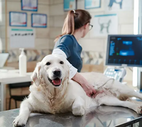 dog on table getting an ultrasound done dog on table getting an ultrasound done