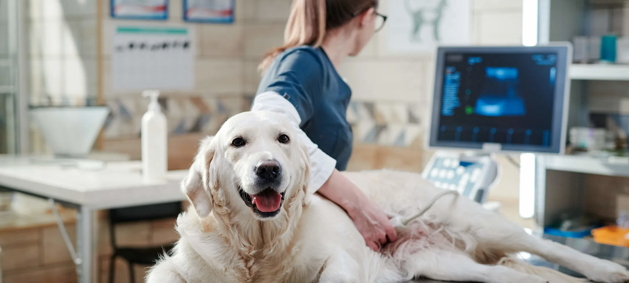 dog on table getting an ultrasound done dog on table getting an ultrasound done