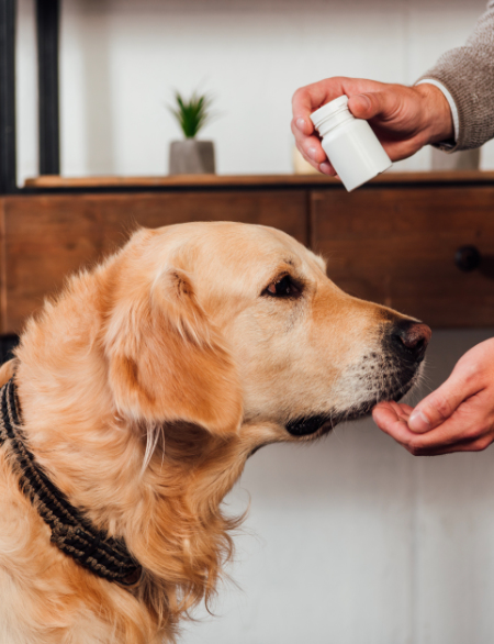 owner holding medication above the head of golden retriever