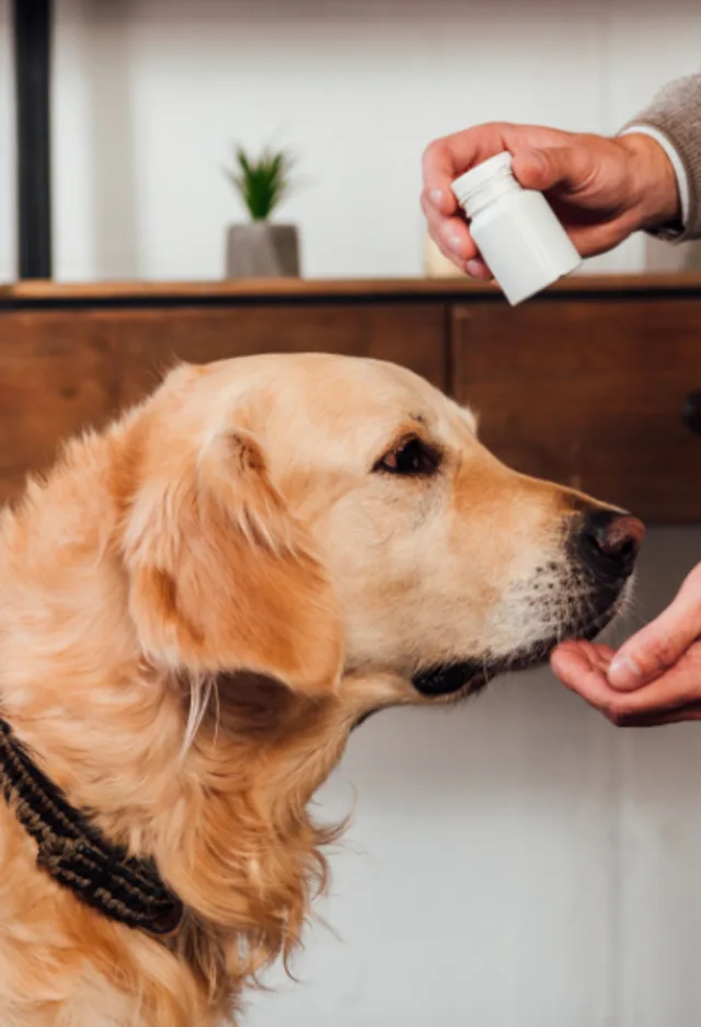 owner holding medication above the head of golden retriever owner holding medication above the head of golden retriever