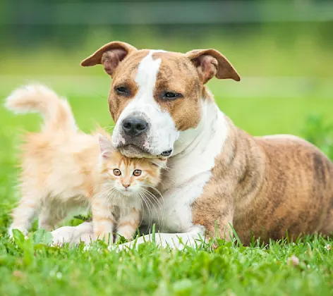 Cat and dog cuddling in a grass field 