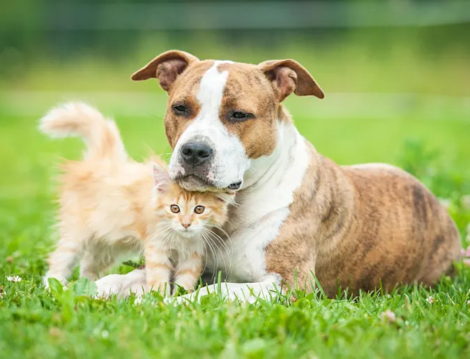 Cat and dog cuddling in a grass field Cat and dog cuddling in a grass field