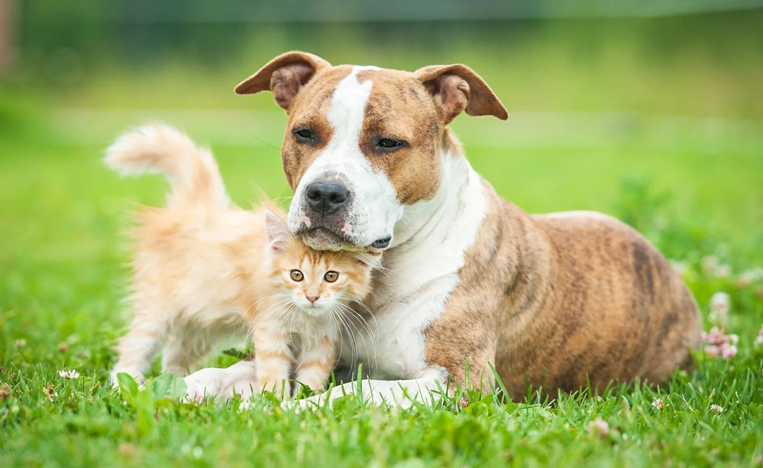 Cat and dog cuddling in a grass field 