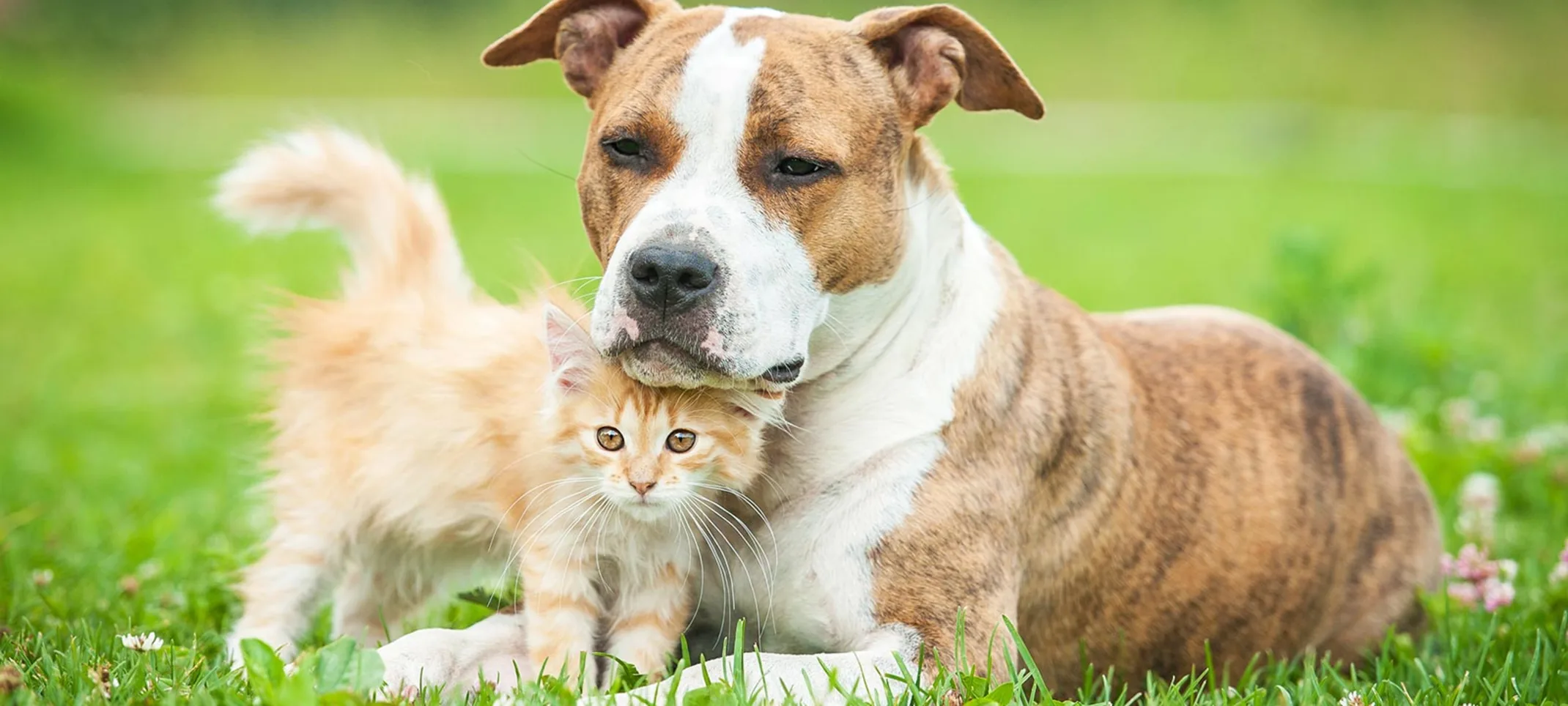 Cat and dog cuddling in a grass field 