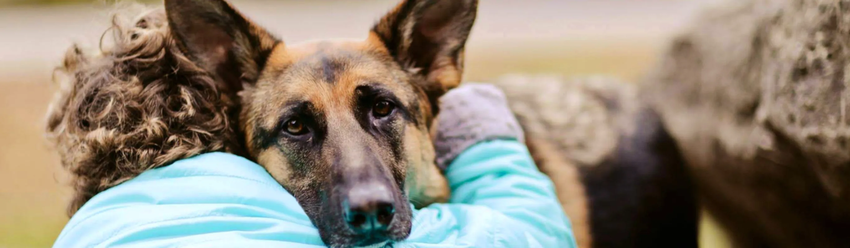 German shepherd being hugged by a person. German shepherd being hugged by a person.