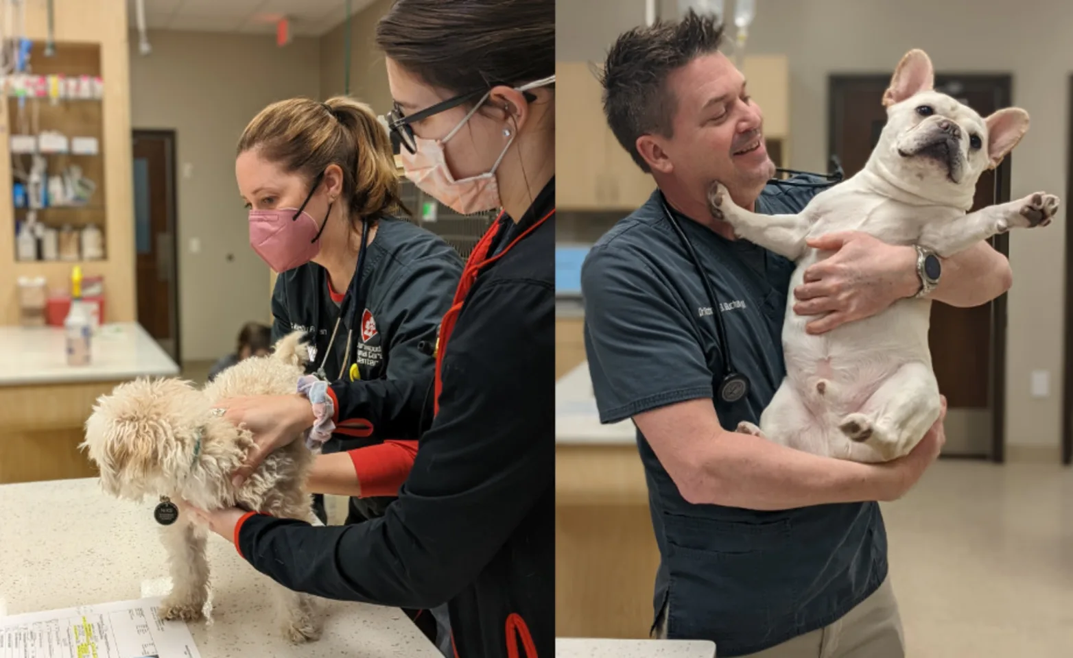 Staff members working with dogs at Animal Care Center of Shorewood Staff members working with dogs at Animal Care Center of Shorewood