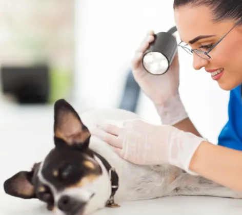 Doctor inspecting dog