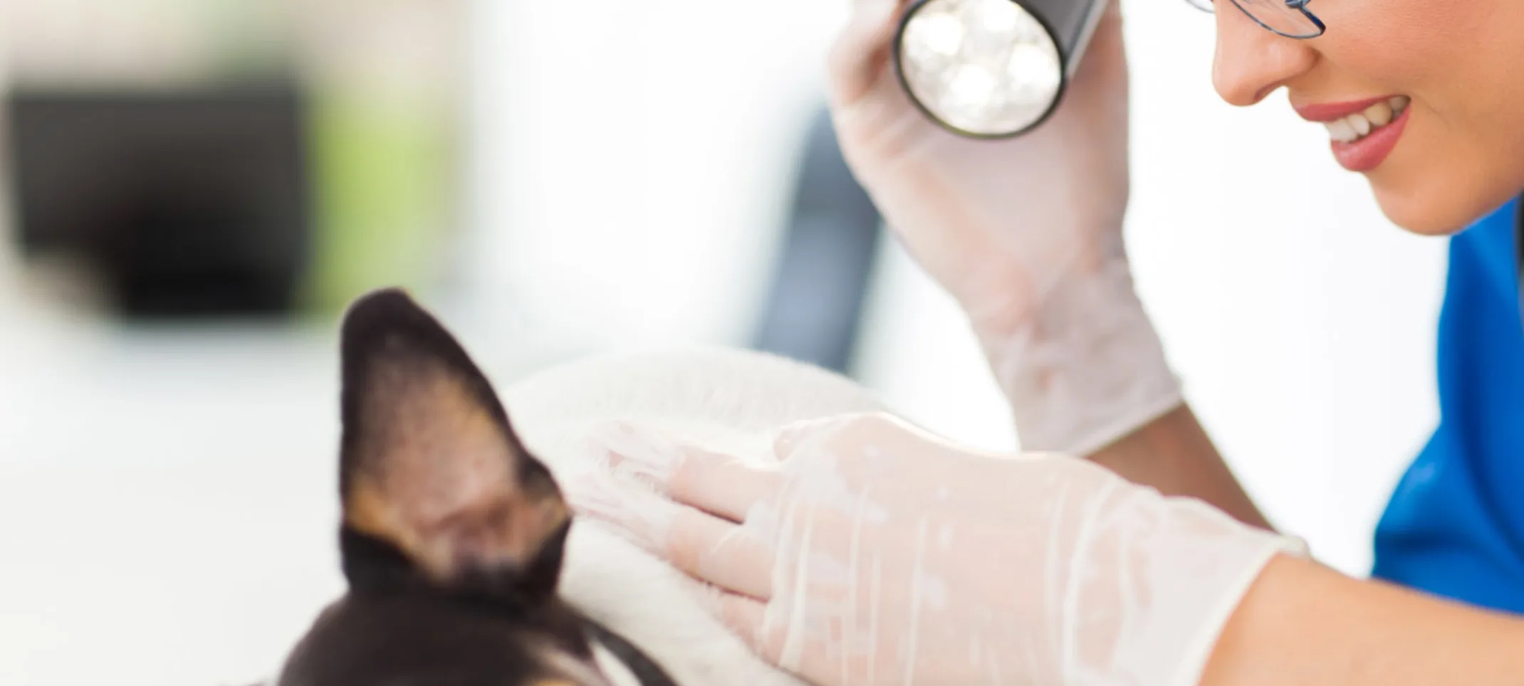 Doctor inspecting dog Doctor inspecting dog