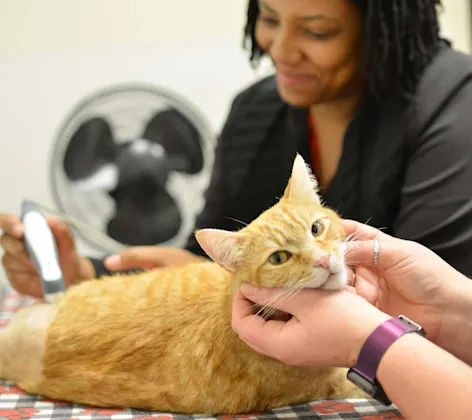 Orange cat receiving ultrasound therapy.