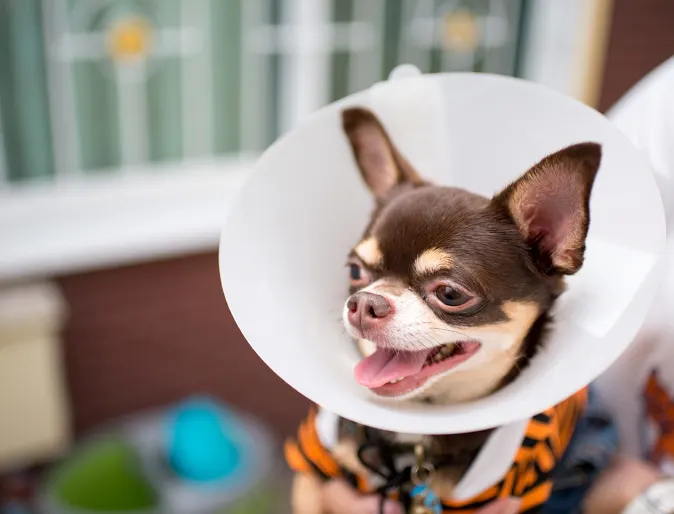 Dog with cone around its neck being held by staff member