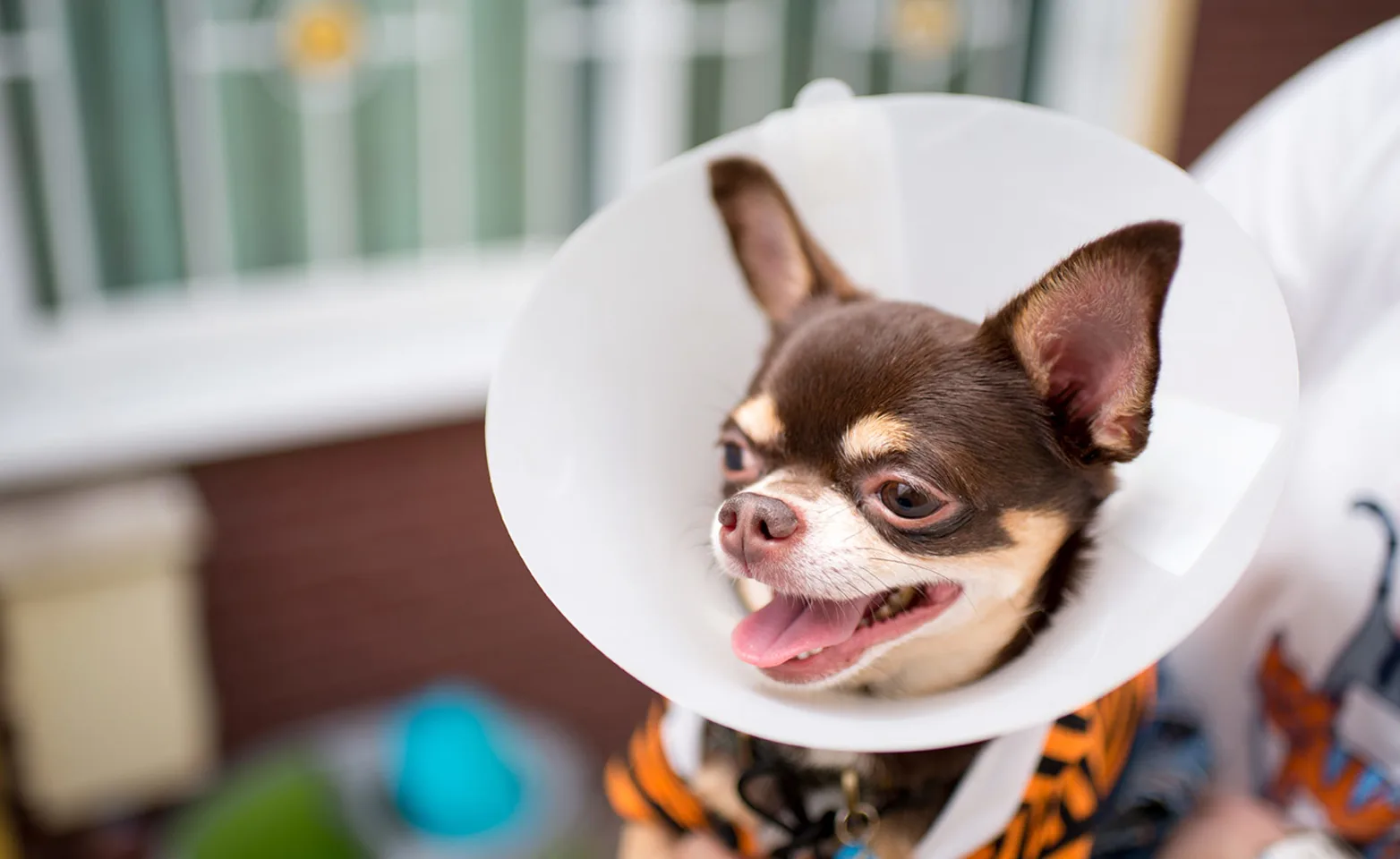 Dog with cone around its neck being held by staff member