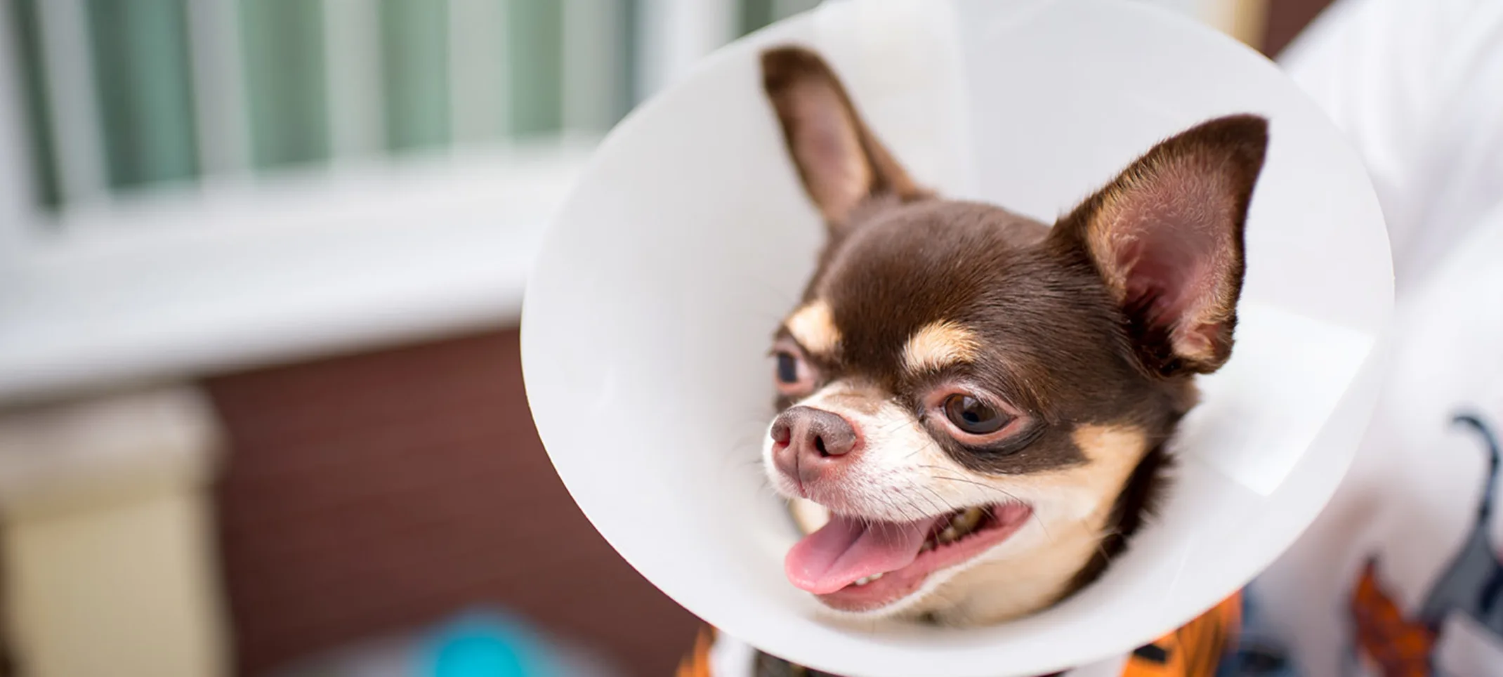 Dog with cone around its neck being held by staff member