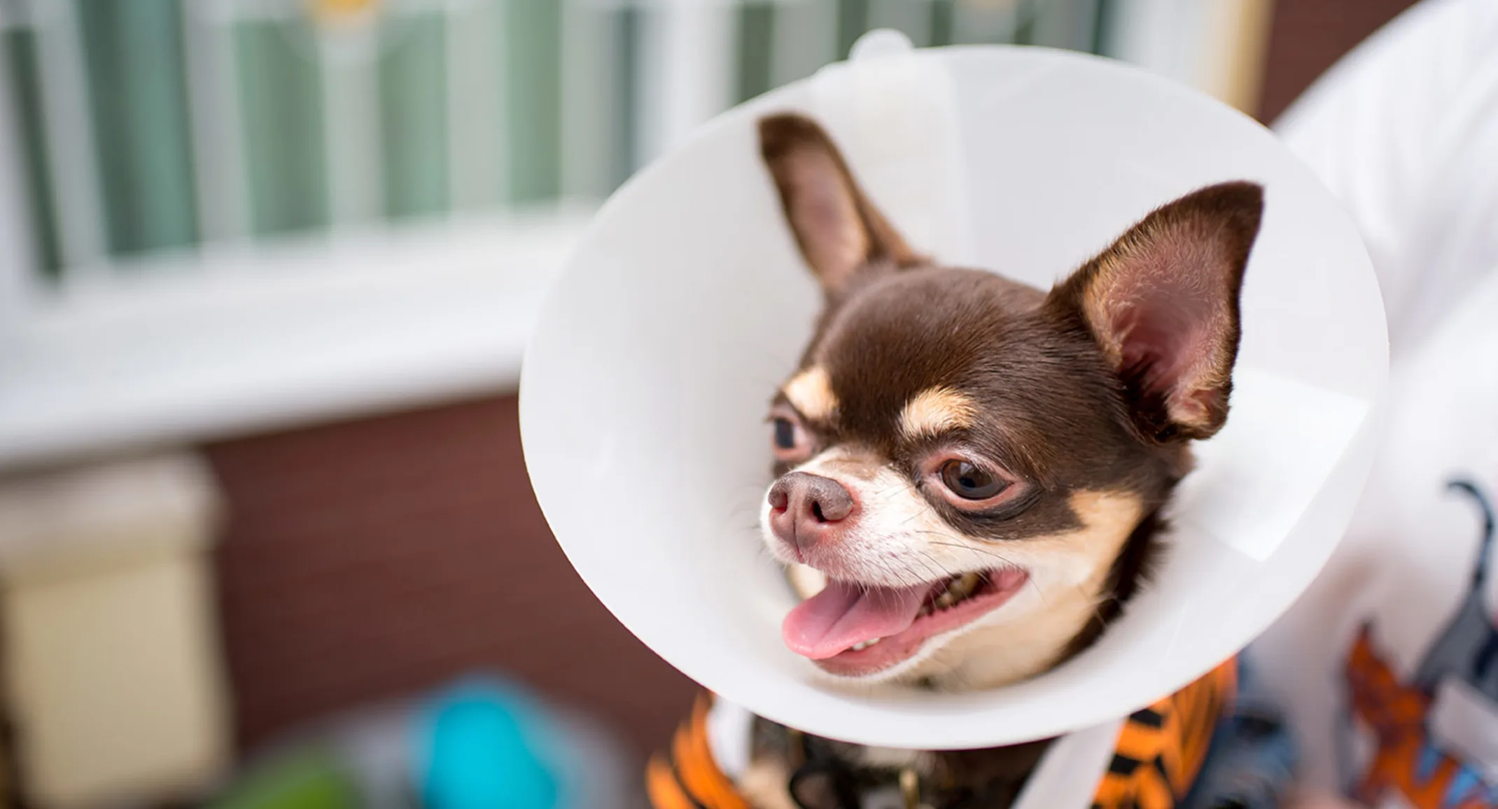 Dog with cone around its neck being held by staff member Dog with cone around its neck being held by staff member