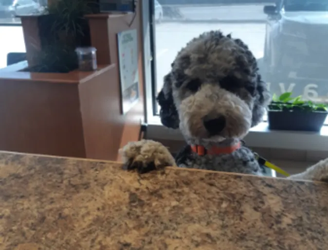 Dog standing on counter Dog standing on counter