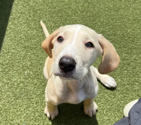 A yellow lab puppy sitting outside in the yard