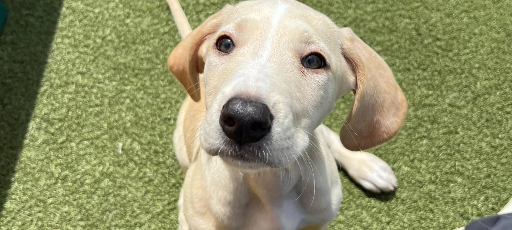 A yellow lab puppy sitting outside in the yard