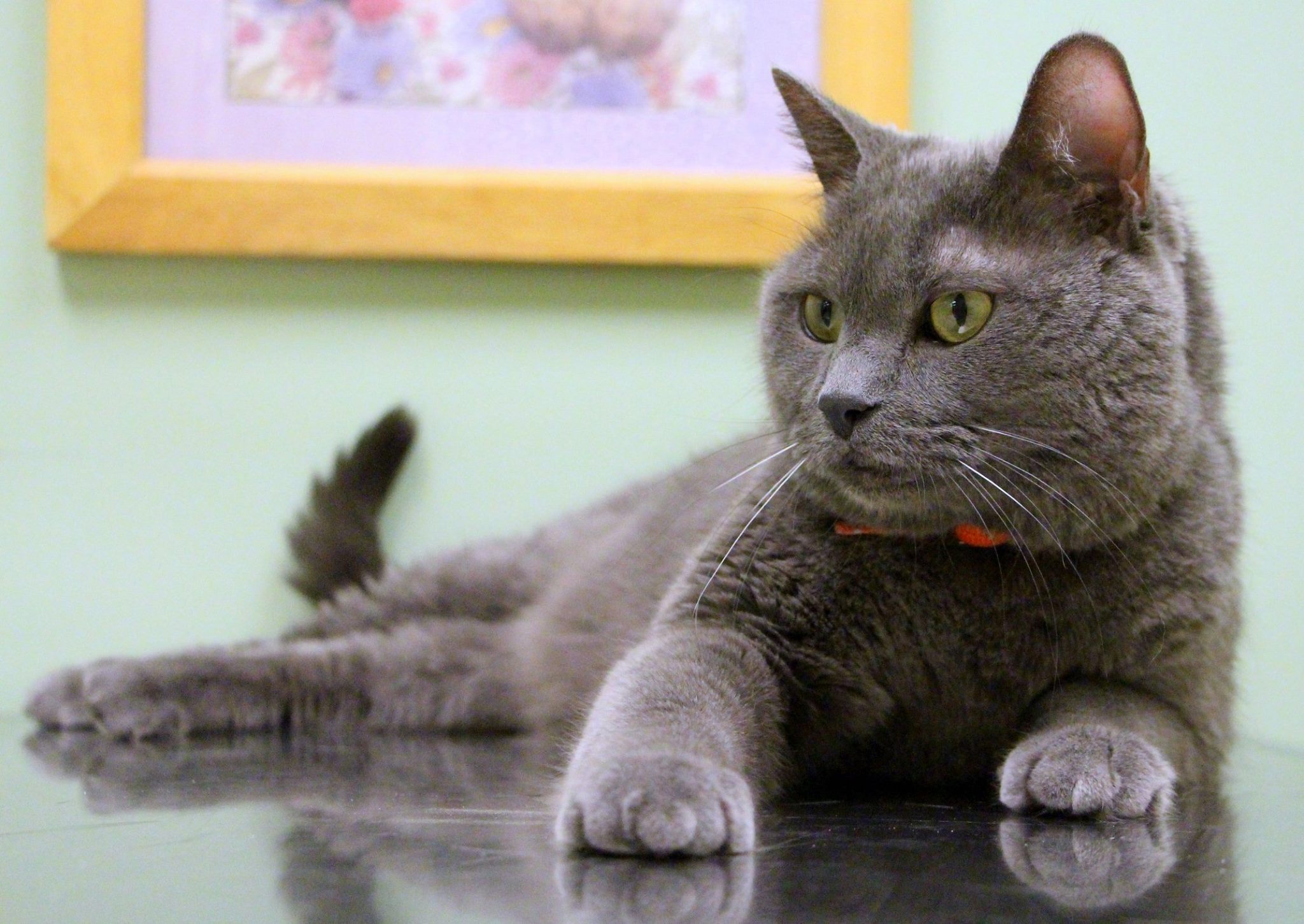 Cat laying on medical table
