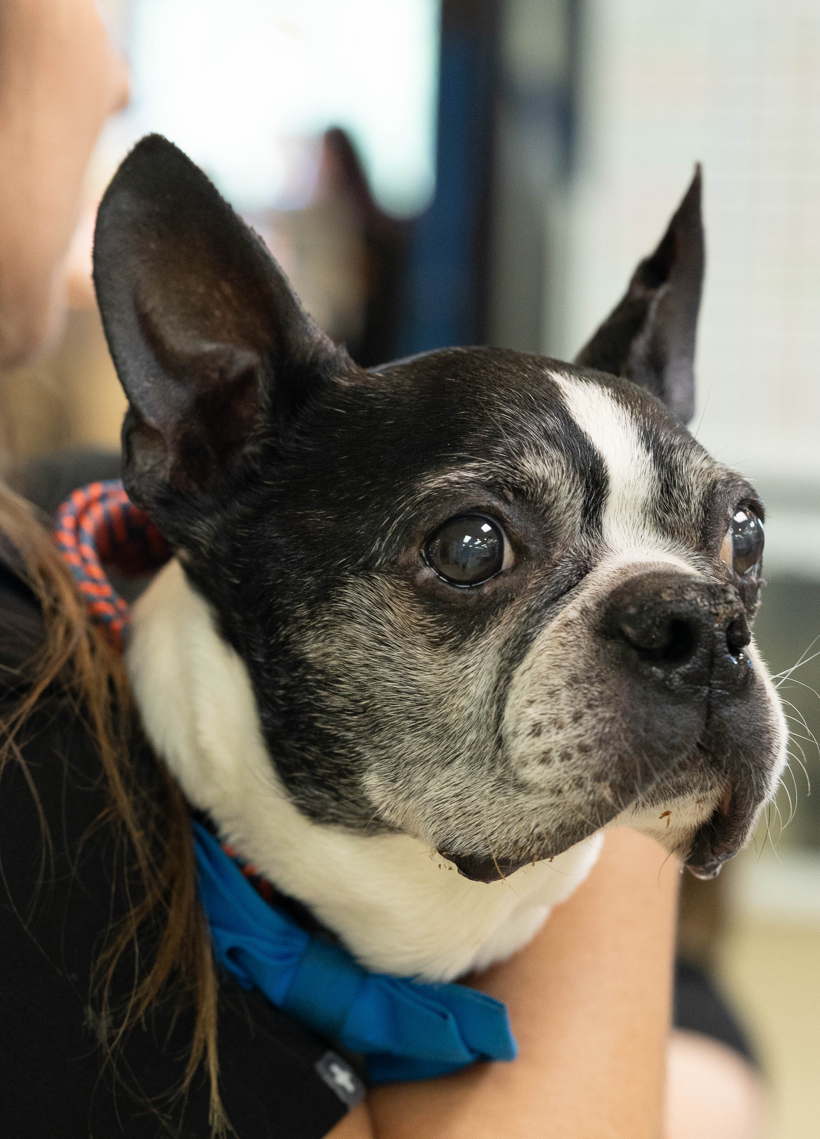 Boston Terrier Patient