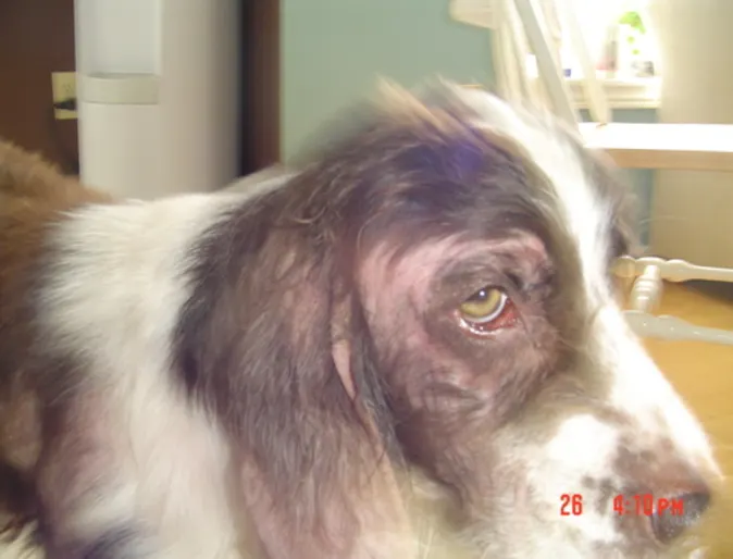 Sarcoptic Mange Sarcoptic Mange