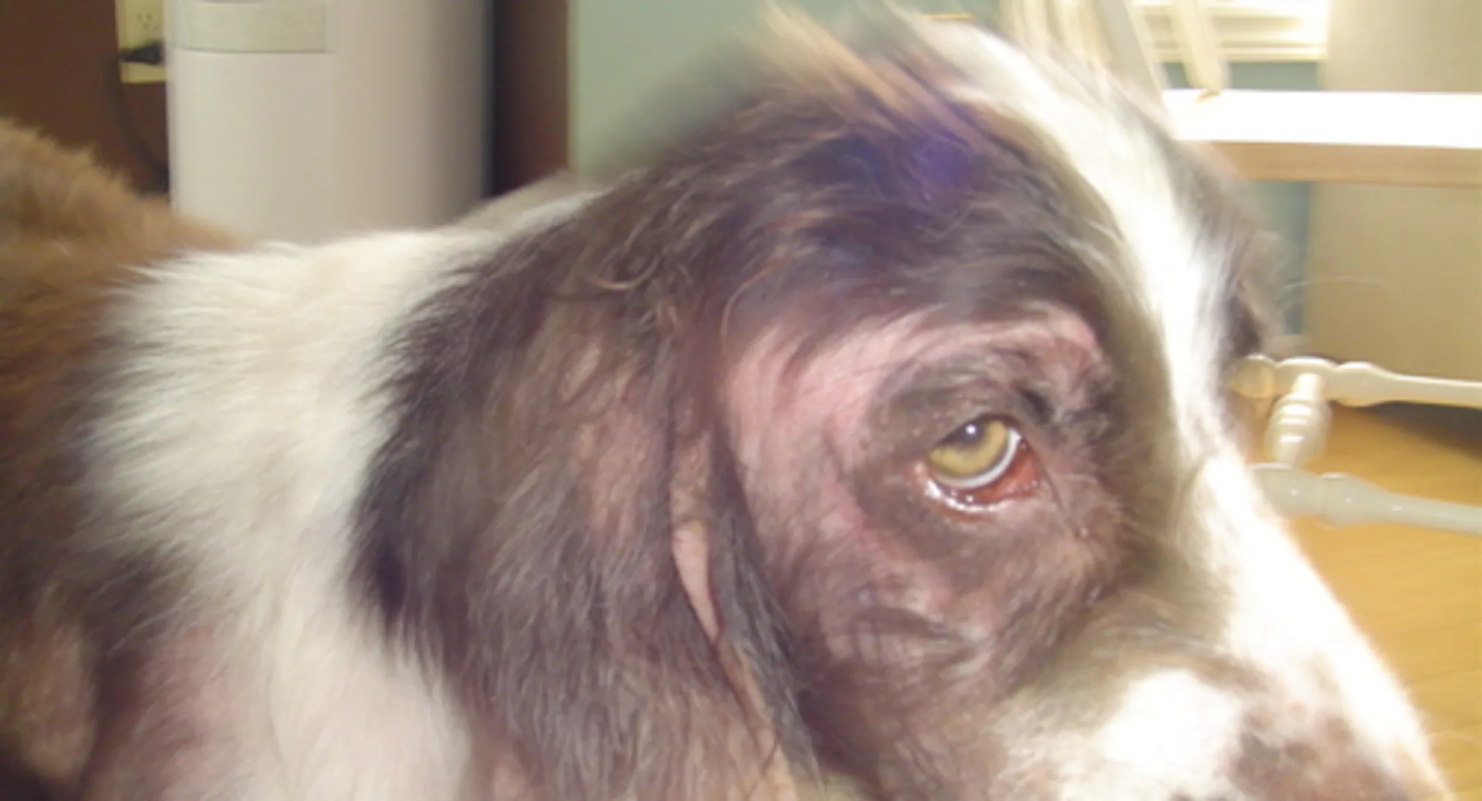 Sarcoptic Mange Sarcoptic Mange